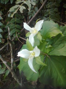 Trillium in Bloom